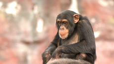 Schimpanse (12).jpg